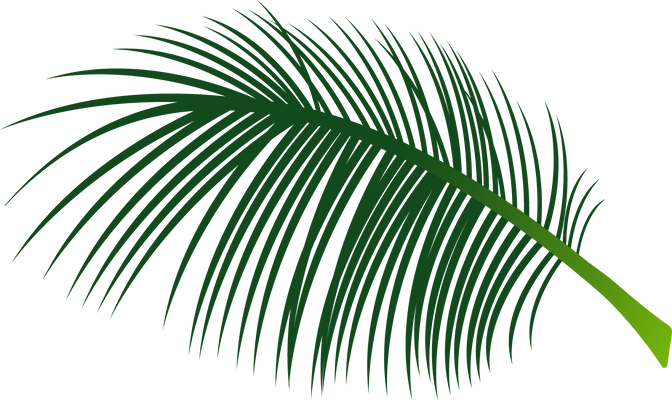 Coconut Palm Tree Leaves